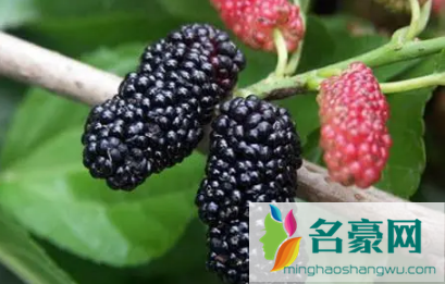 超市刚买回来的桑葚洗不洗3