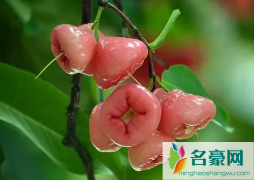 莲雾不好吃为什么那么贵2