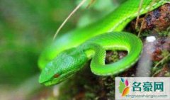 世界上年龄最大的蛇（绿茸线蛇寿命可达20万岁-未证