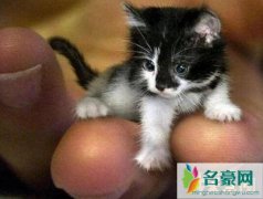 世界上最小的猫（新加坡猫体重仅为2公斤-娇小可爱