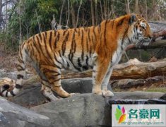 世界上最大的老虎（西伯利亚虎长3米、重700斤-百兽
