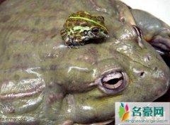 非洲牛箱头蛙有多大（体长为20厘米、体重为4斤-食