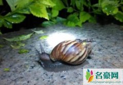世界上最大的蜗牛（非洲大蜗牛体长7-20厘米-破坏之