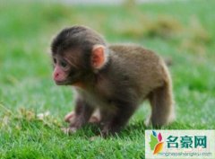 世界上最小的猴子（狨猴体长仅为12厘米-手指大小）