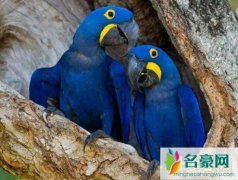 世界上体型最大的鹦鹉（紫蓝金刚鹦鹉身长可达一米