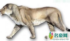 世界上最大的狮子（残暴狮体长为4.5米重800斤-庞然
