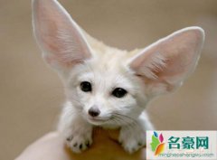 世界上最小的狐狸（耳廓狐体长30厘米-小猫一般大小