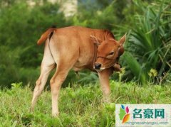 世界上最小的牛排名（曼尼齐耶曼高为61.5厘米-小狗
