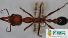 世界上最大的蚂蚁介绍（公牛蚁体长3.7厘米-蚂蚁王
