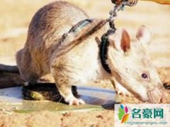 世界上最大的老鼠（非洲巨鼠体长为90厘米-可探地雷