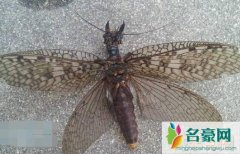 世界上最大的蜻蜓（蛇蜻蜓体型超过20厘米-空中小霸