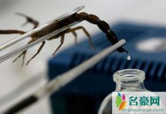 世界上最珍贵的液体（蝎毒售价达到6千万人民币/仅