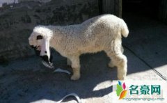 世界上最贵的羊（刀郎羊售价1400万人民币-羊中的劳