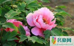 盘点世界上最具代表五种国花（牡丹玫瑰郁金香樱花