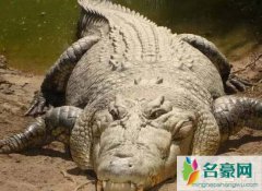 地球上最大的鳄鱼（Kalia体长7米/体重2000公斤-现存巨