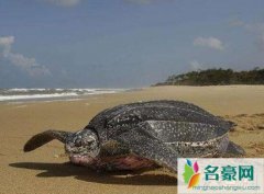 世界上最大的海龟是什么龟（棱皮龟/体长1.5米宽0