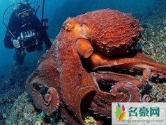 盘点世界上最大的章鱼（平均周长约9.1米/体重达2