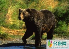 揭秘世界上最大的熊（科迪亚克岛棕熊体长3米/重