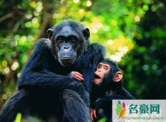 世界上最聪明的十种动物（猩猩擅长各种语言表情包