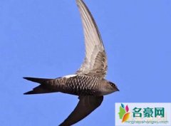 世界最快的动物排行榜（尖尾雨燕速度每小时352.5千