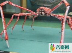 盘点世界上最大的蟹排名（杀人蟹体长4米体重40斤