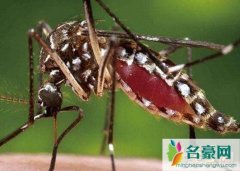 世界上毒性最强的蚊子（埃及伊蚊传播传染性疾病