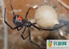 世界上最吓人的蜘蛛（黑寡妇蜘蛛毒性致命-长相丑