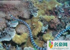 世界最毒的十大毒蛇排名（裂颊海蛇毒性是眼睛王蛇