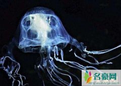 十大最毒海洋生物排行榜（箱水母触手释放毒液足以