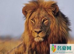 动物界十大霸主排名（狮子是非洲大型猛兽-百兽之