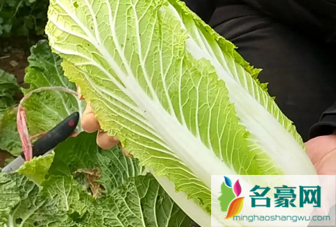 白菜放冰箱为什么会苦2