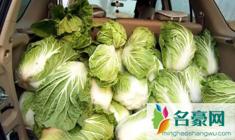 新鲜白菜用塑料袋保存时间长吗3