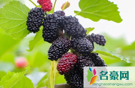 黑树莓有刺吗2