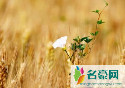 2022年芒种属于农历五月还是六月1