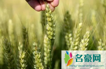 2022年芒种属于农历五月还是六月3