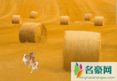 微信农场怎么设置 微信农场可以养什么
