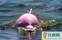 世界上最漂亮的海豚（粉红瓶鼻海豚全身粉色-极为
