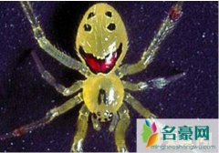 世界上最萌的蜘蛛:笑脸蜘蛛（浑身无毒/肚子上长有