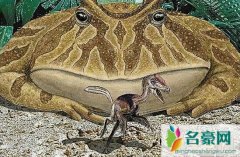 史上最大的青蛙（魔鬼蛙长度竟有1米-可吃恐龙幼崽