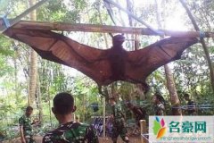 世界上最大的蝙蝠有多大（马来大狐蝠翼展两米比人