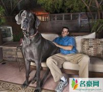 世界上最大的狗排名（大丹狗大乔治站立高达2.2米