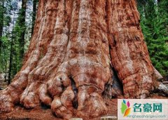 世界上最大的树:谢尔曼将军树（直径达11米高140米