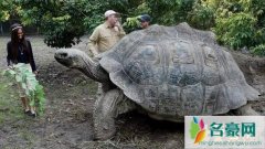 世界上最大的陆龟（加拉帕戈斯象龟体长1.5米能当坐