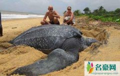 世界上最大的海龟（棱皮龟最长3米体重可达一吨-图