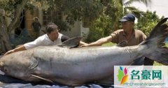 世界上最大的淡水鱼（湄公河巨鲶重达600斤-频临灭