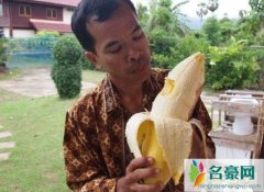 世界上最大的香蕉（堪比长0.3米的成年人小腿/重4斤