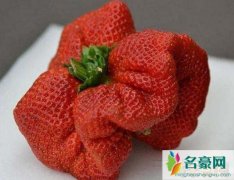 世界上最大的草莓（堪比一个大拳头-长8厘米/重0.