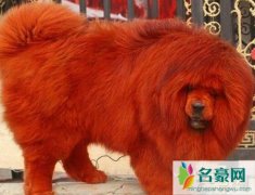 世界上最贵的狗:纯红藏獒（全身红毛价值1580万元（
