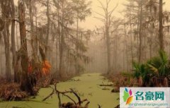 世界上最可怕的沼泽:幽灵沼泽（揭秘沼泽把人吸到