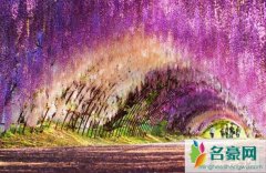 世界上最梦幻的隧道（日本紫藤花隧道恍若置身漫画